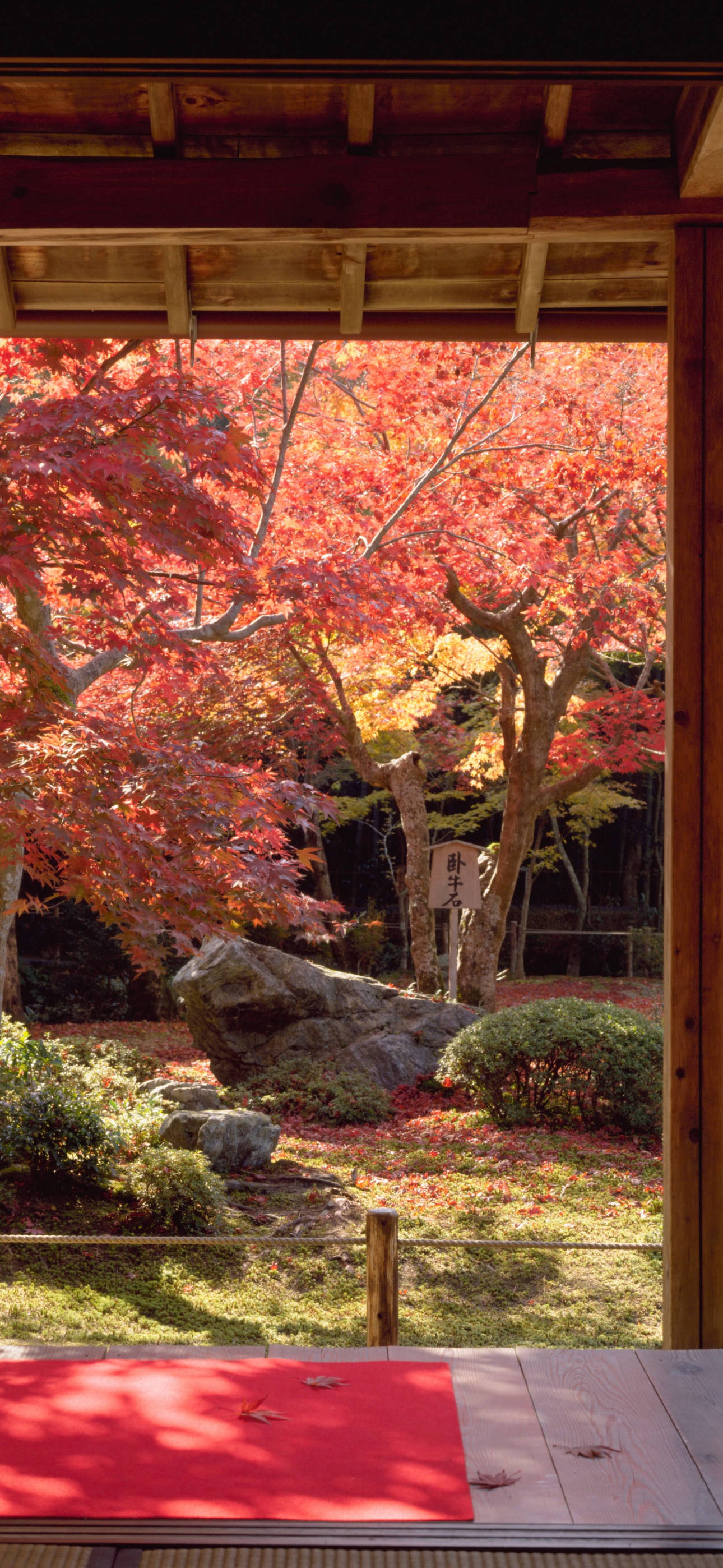 Japanese aesthetic, iPhone, sakura, 2K Phone Wallpaper