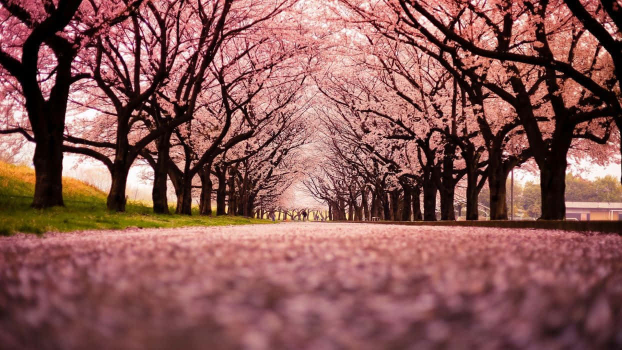 cherry trees, pink blossoms, Nature Park, SD Desktop Wallpaper