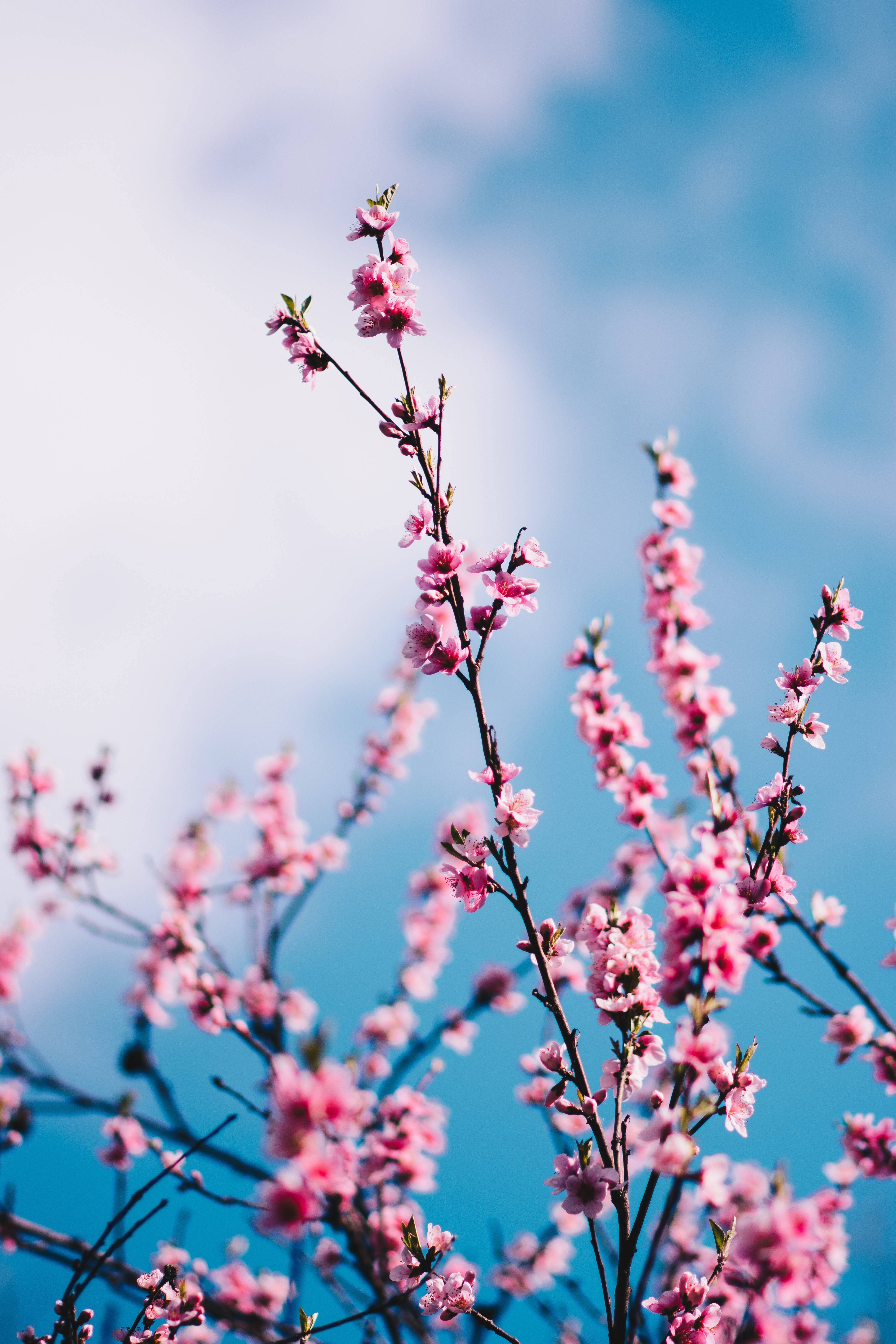springtime sakura flowers, pink cherry blossoms, slender branches, 5K Phone Wallpaper