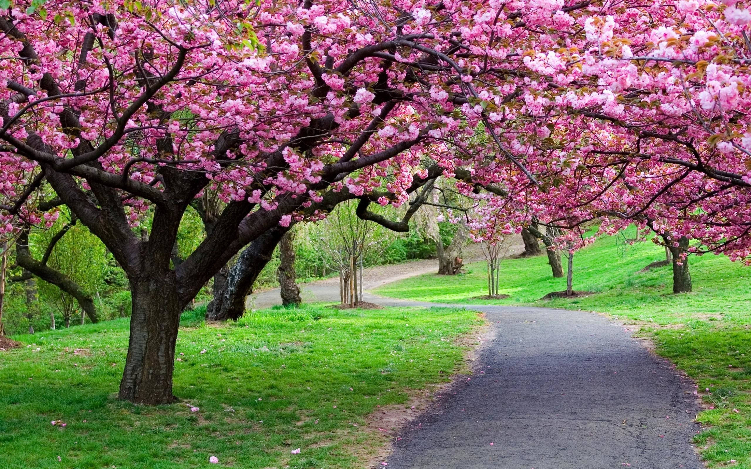 sakura flower tree path, pink cherry blossoms, winding path, 2K Desktop Wallpaper