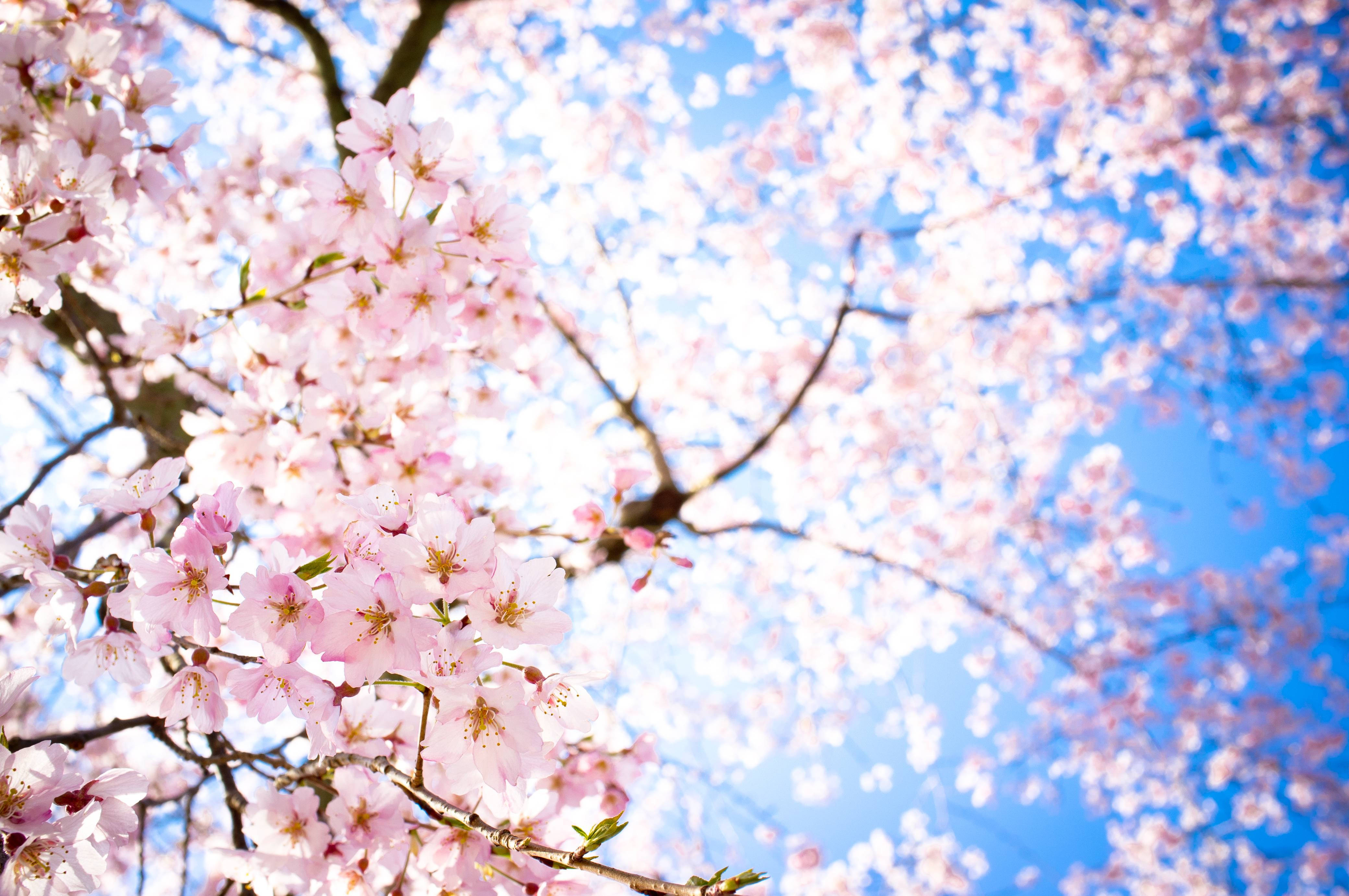 Sakura, pink cherry blossoms, vibrant blue sky, 4K Desktop Wallpaper