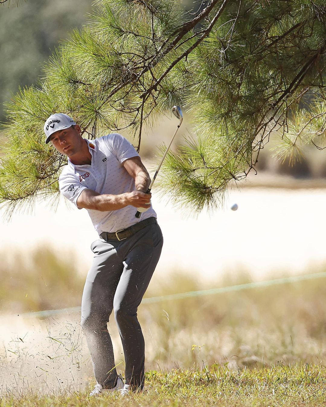 Sam Burns, pine tree, golfing, HD Phone Wallpaper