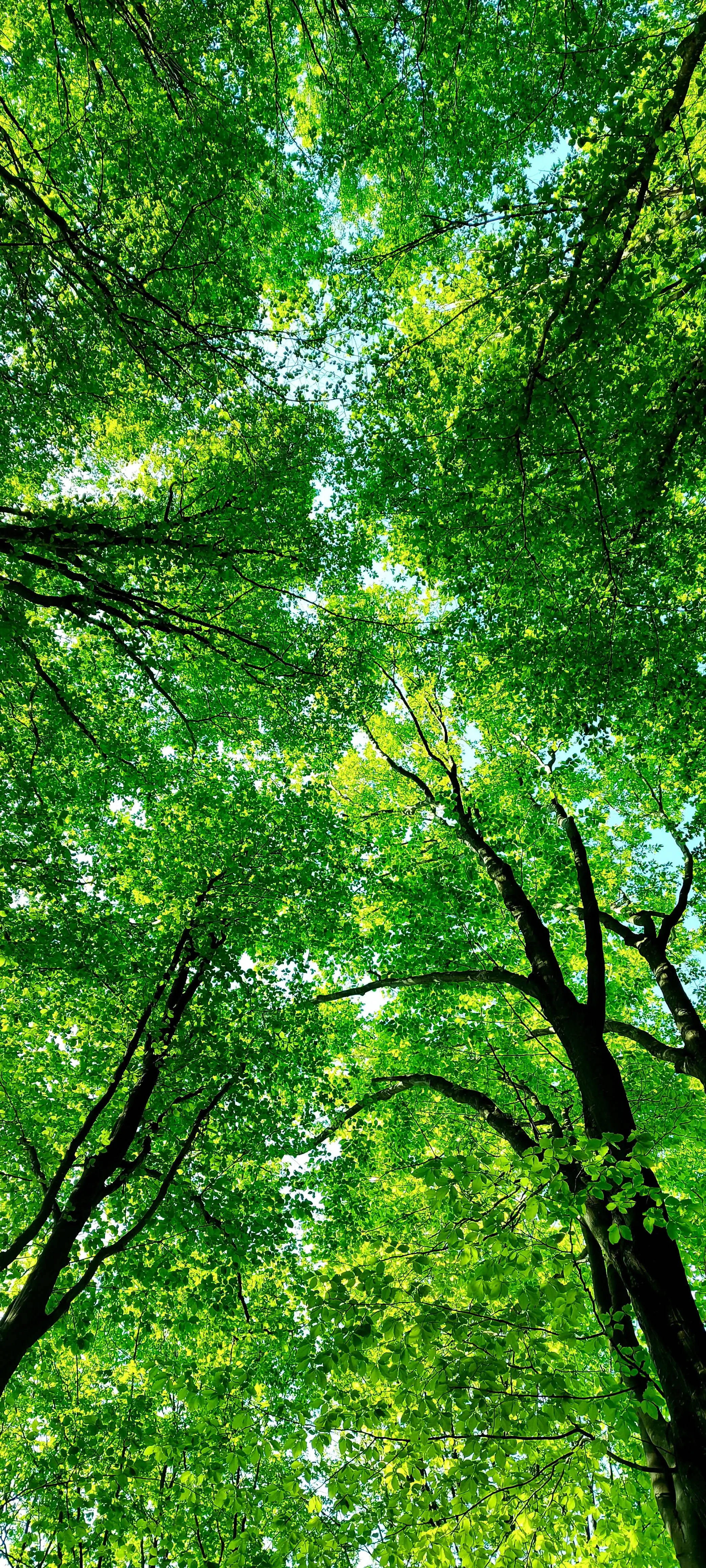 Samsung A71, forest canopy, vibrant green, 4K Phone Wallpaper
