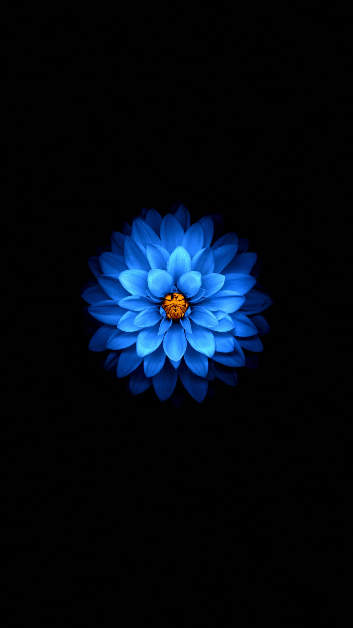 Samsung AMOLED, radiant blue dahlia, golden center, 2K Phone Wallpaper