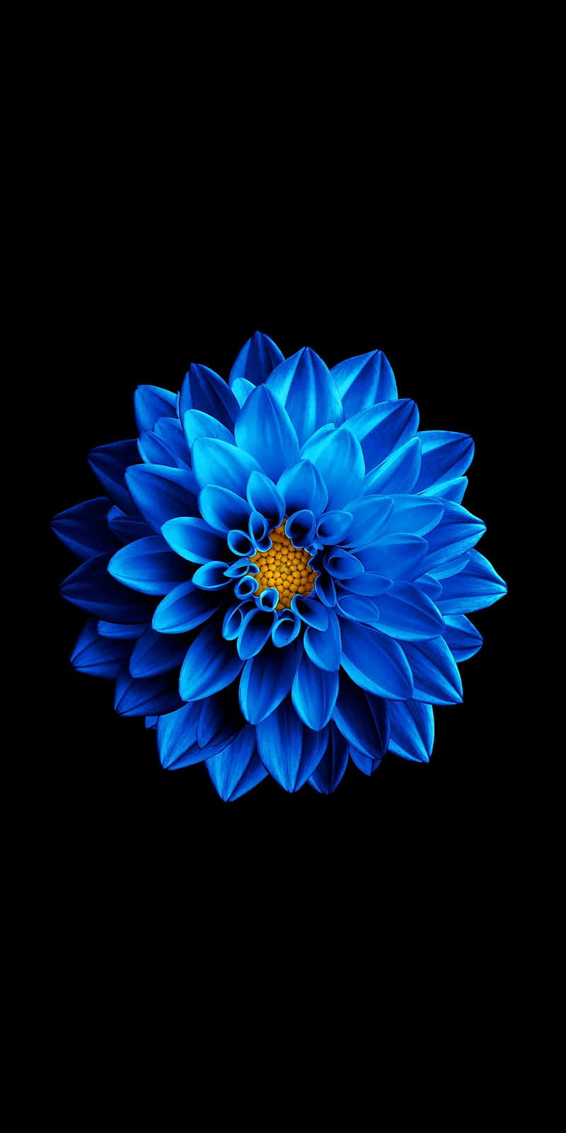 Samsung AMOLED, radiant blue dahlia, golden center, HD Phone Wallpaper