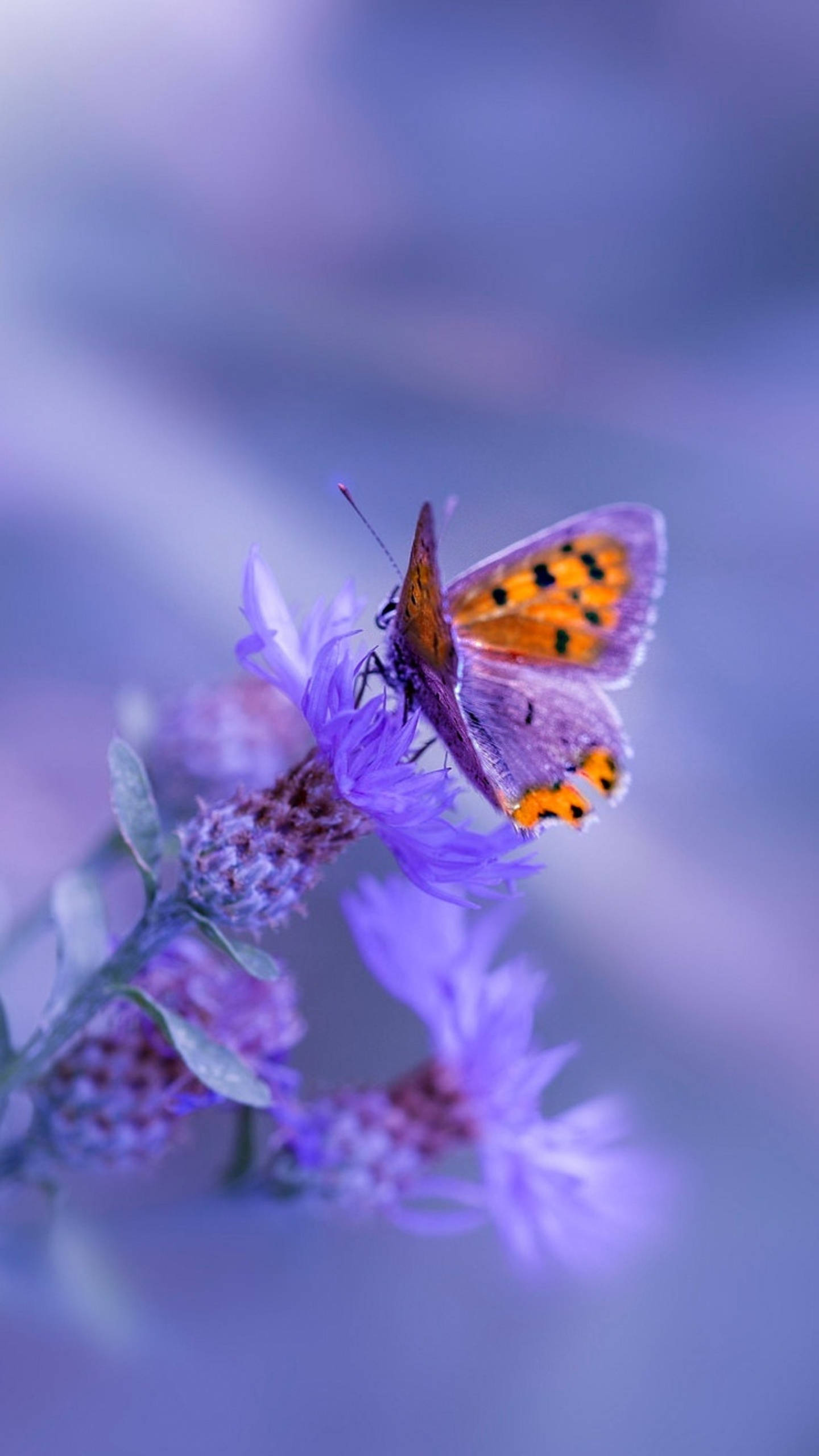 Samsung Galaxy 4K, purple butterfly, orange and purple wings, 2K Phone Wallpaper