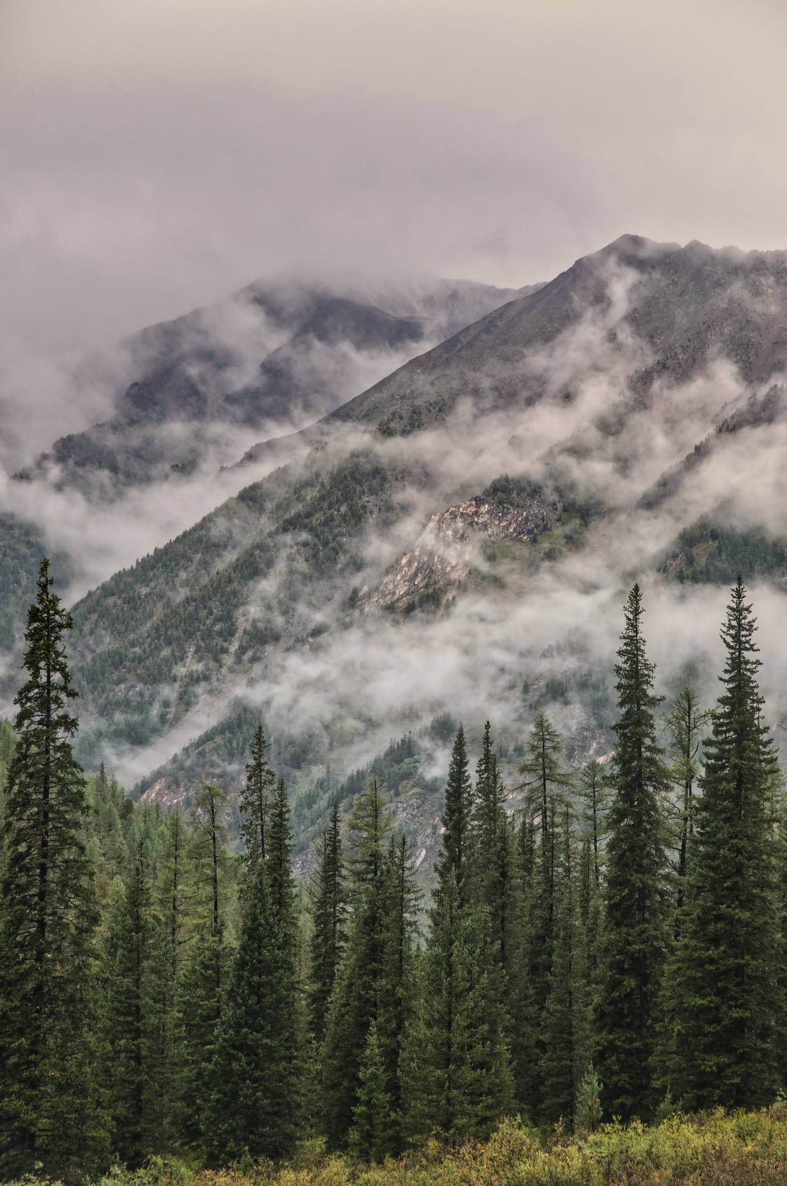 Samsung Galaxy 4K, foggy mountains, pine trees, Full HD Phone Wallpaper