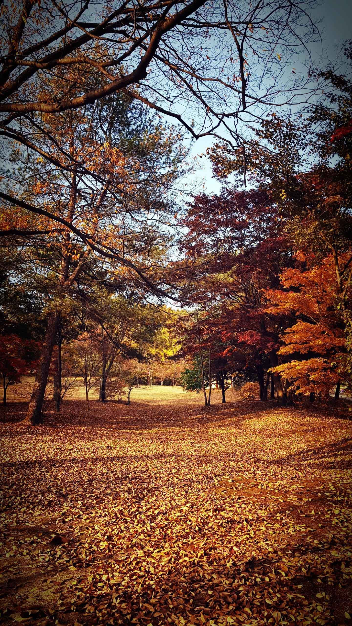 Samsung Galaxy Note 10 Plus, golden autumn leaves, sunlit forest path, 2K Phone Wallpaper