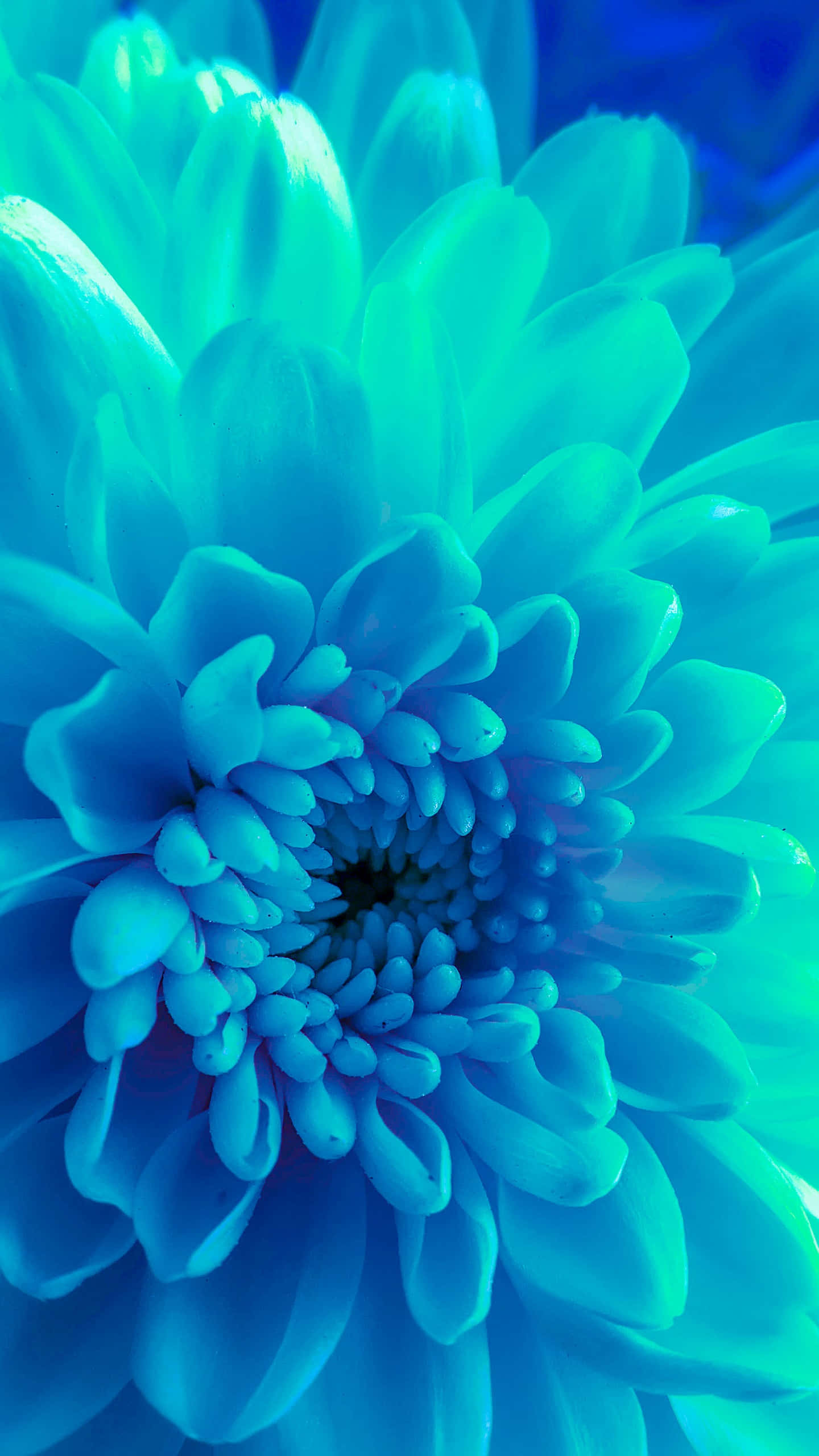 Samsung Galaxy Note 10 Plus, blue flower, blue background, 2K Phone Wallpaper