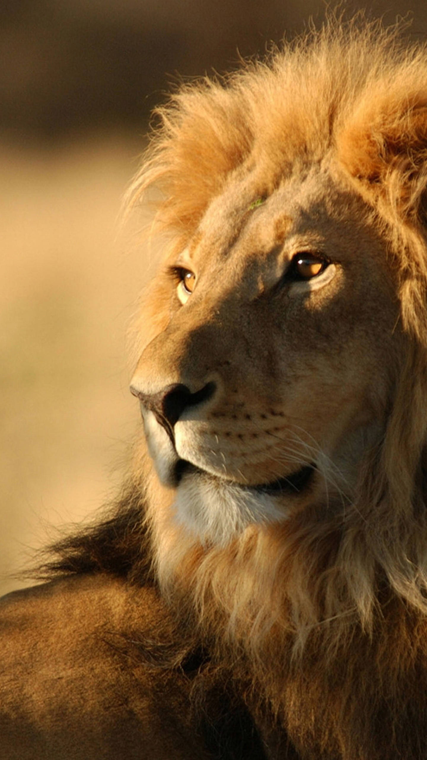 Samsung Galaxy Note 5, lion head, golden mane, 2K Phone Wallpaper
