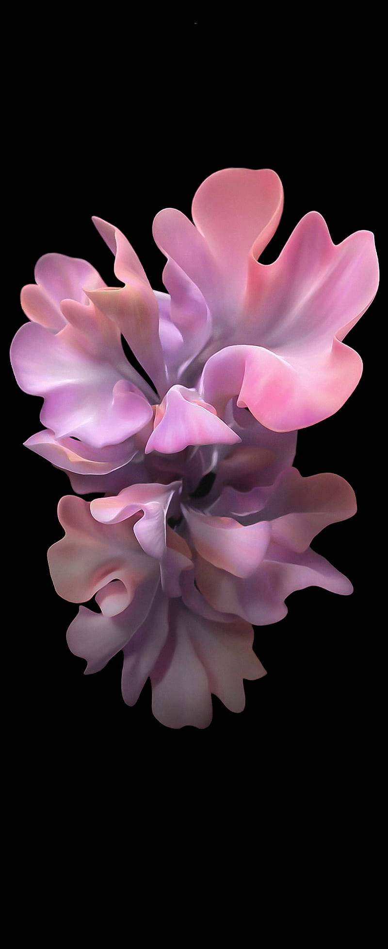 Samsung Galaxy S20, Sweet Pea Flower, pink, Full HD Phone Wallpaper