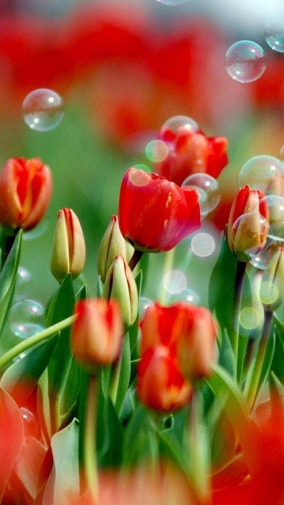 Samsung Galaxy S5, red tulips, soap bubbles, SD Phone Wallpaper