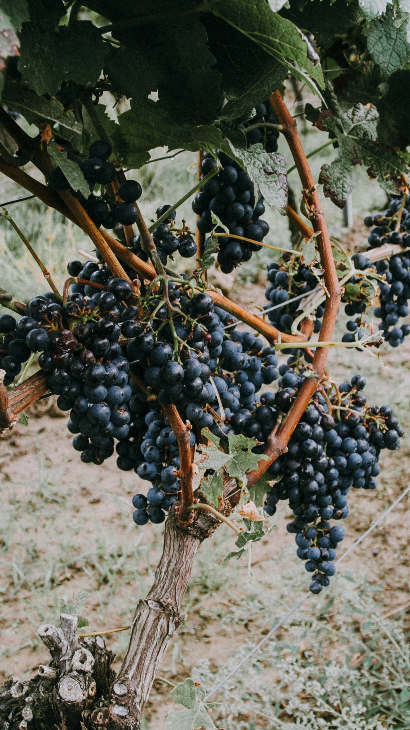 Samsung Galaxy S6 Edge, grapes, dark purple, 2K Phone Wallpaper