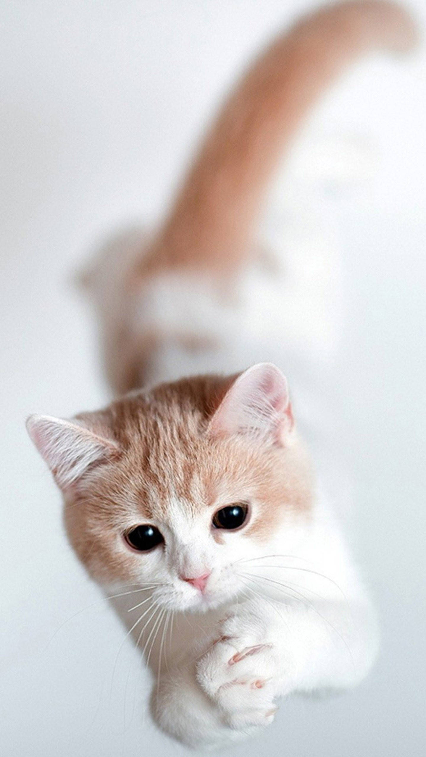 Samsung Galaxy S6 Edge, fluffy orange and white kitten, big dark eyes, 2K Phone Wallpaper