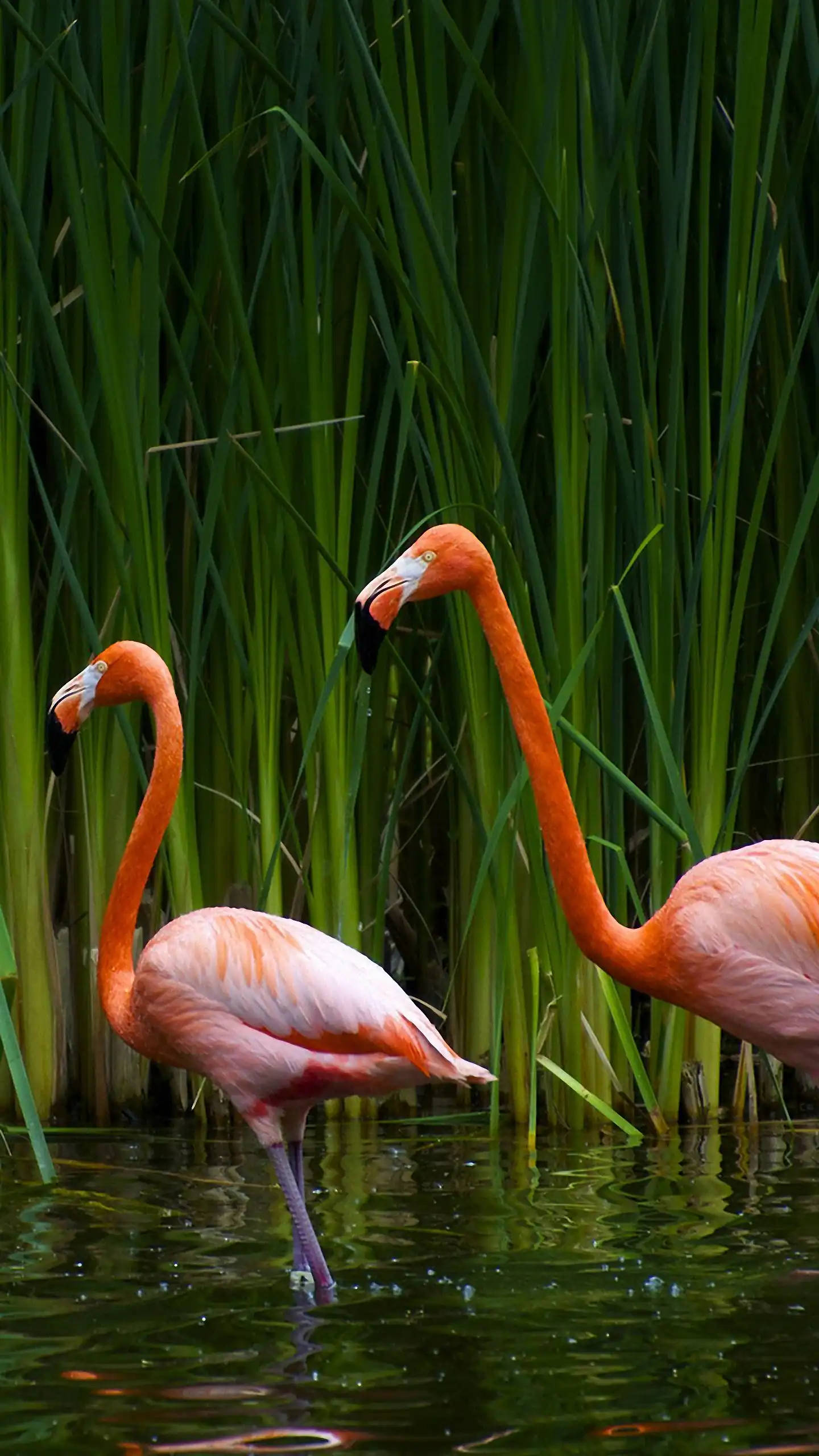 Samsung Galaxy S6 Edge, flamingos, pink, 2K Phone Wallpaper