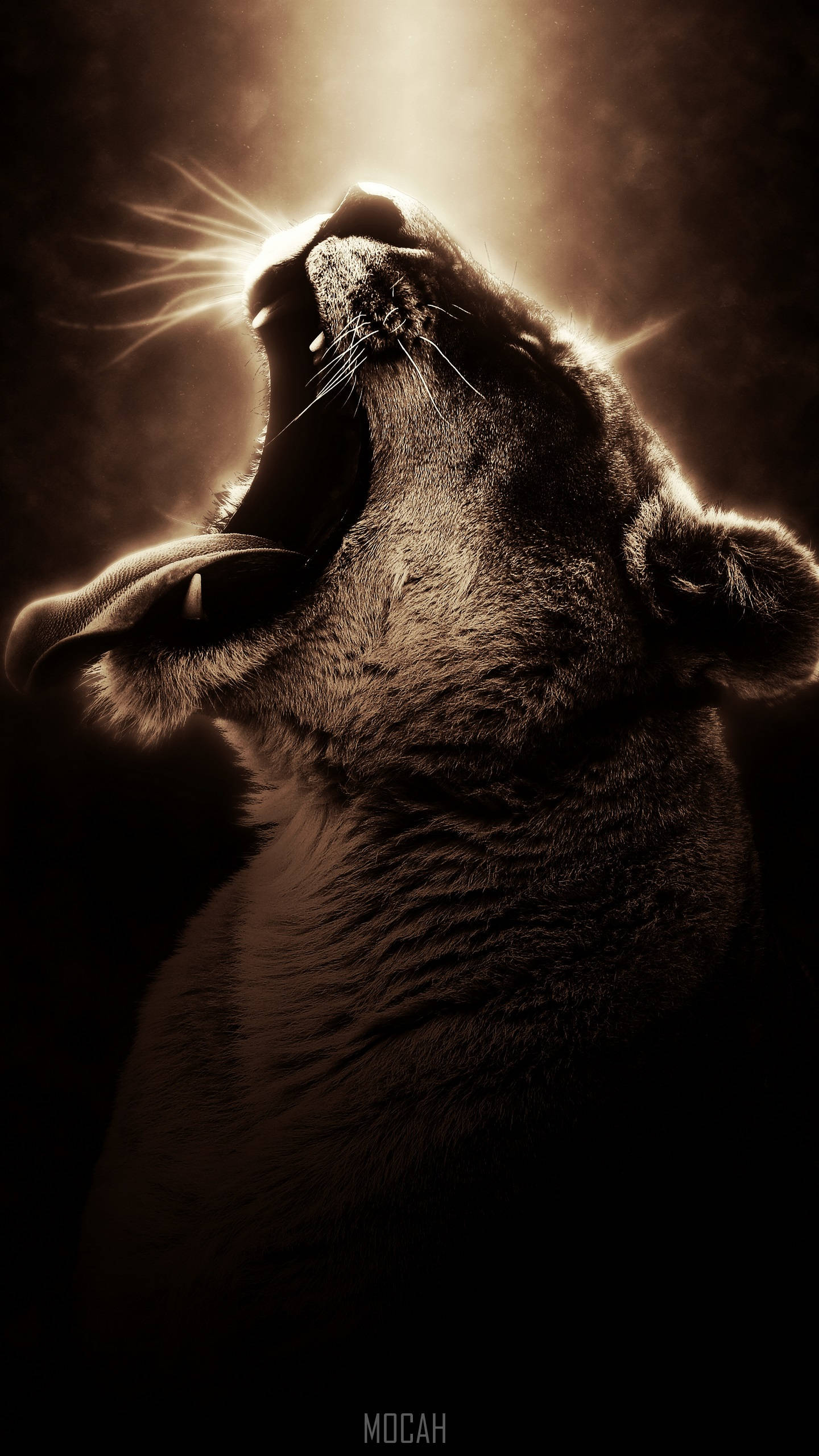 Samsung Galaxy S6 Edge, female lion, lioness, 2K Phone Wallpaper