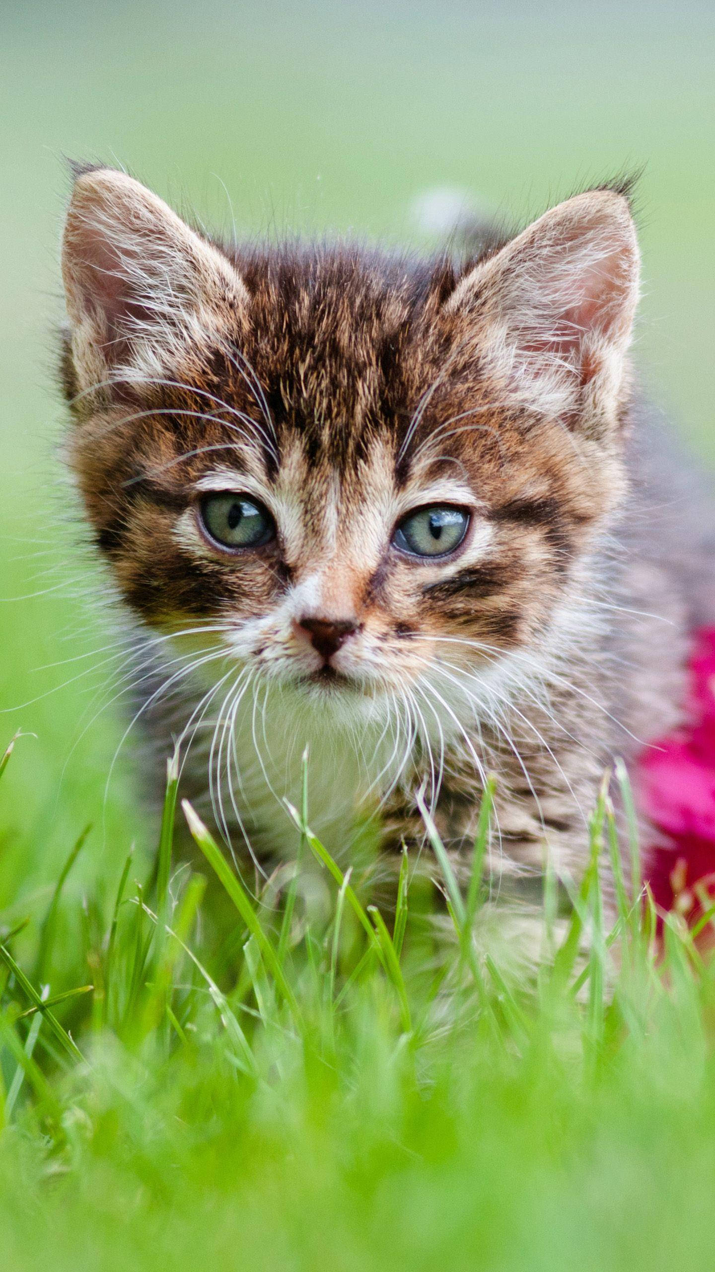 Samsung Galaxy S6 Edge, tabby kitten, green eyes, 2K Phone Wallpaper