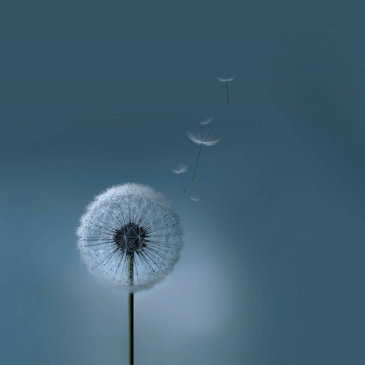 dandelion, Samsung Galaxy Tablet, fluffy white seeds, HD Desktop Wallpaper