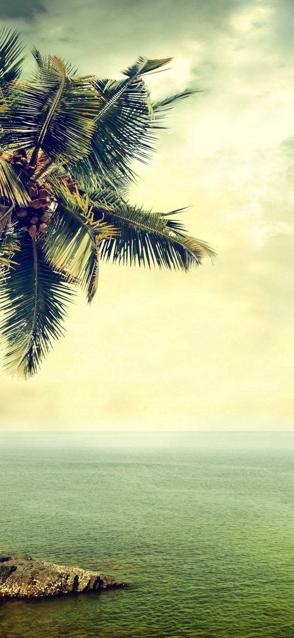 Samsung M21, palm tree, calm turquoise waters, HD Phone Wallpaper