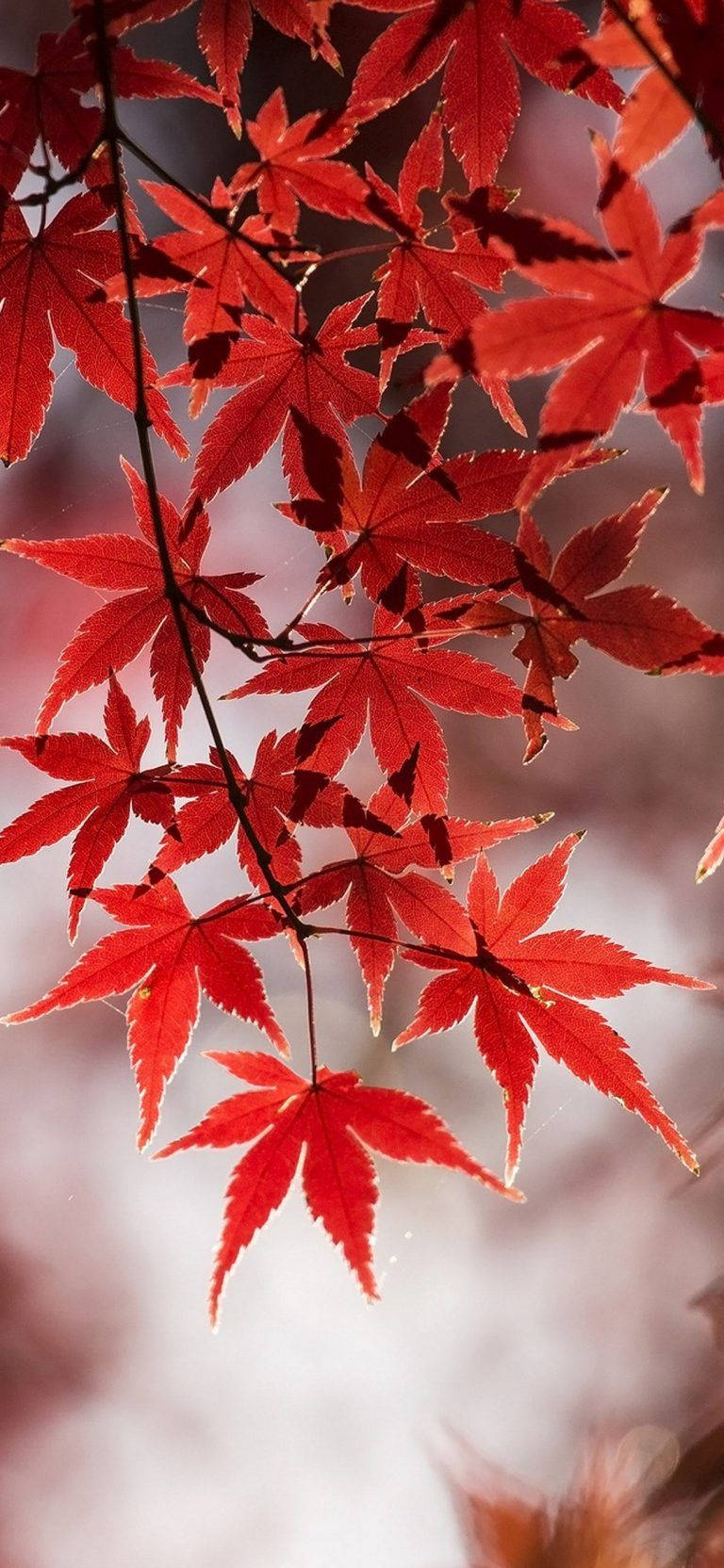 Samsung M21, red maple leaves, autumn shot, HD Phone Wallpaper