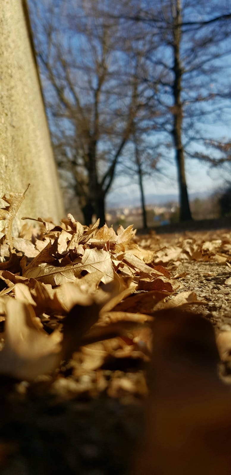 Samsung Note 20, autumn leaves, sunlight, HD Phone Wallpaper