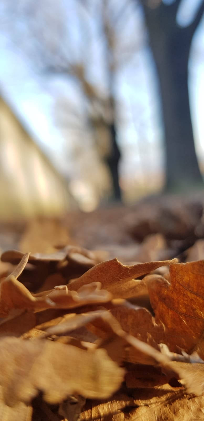Samsung Note 20, brown autumn leaves, sunlit, HD Phone Wallpaper