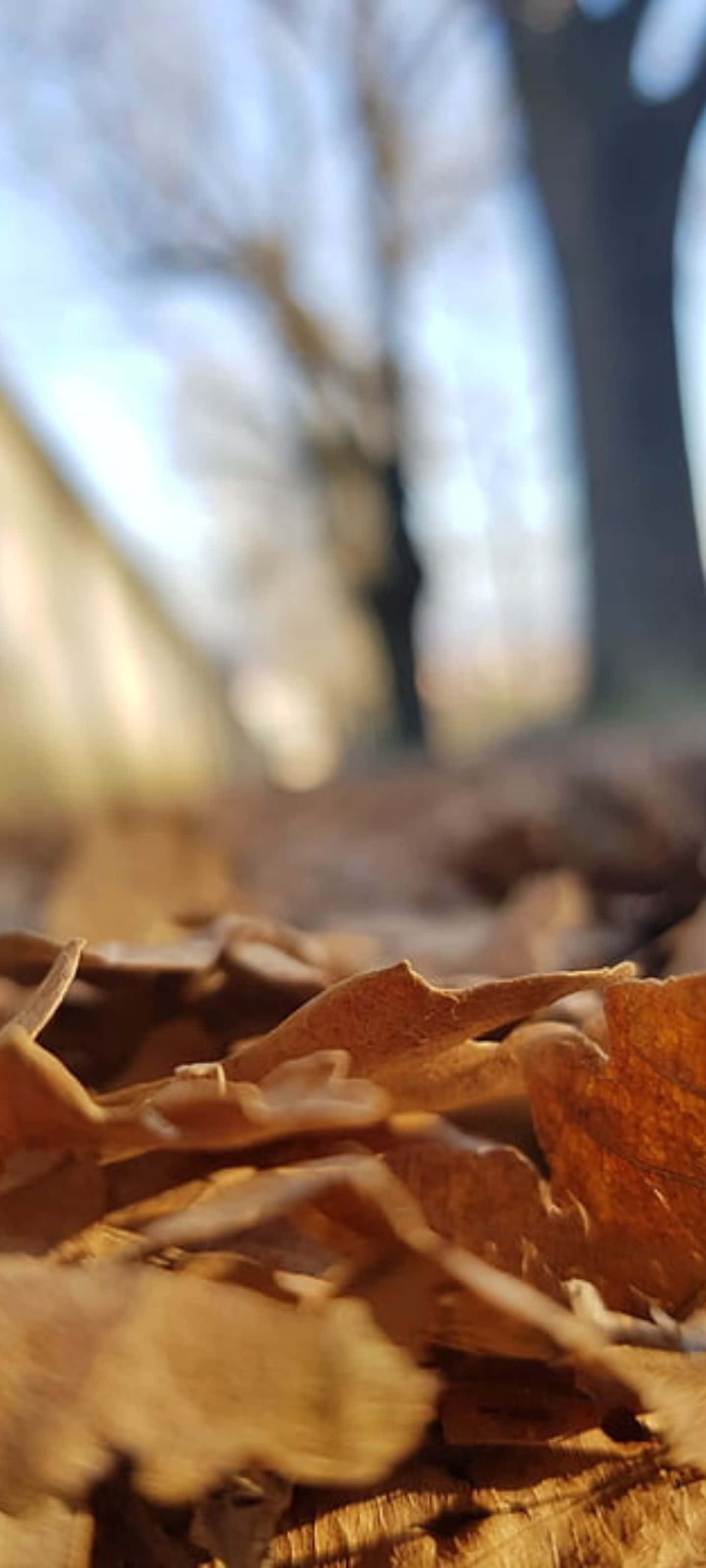 Samsung S20, 1440 x 3200, brown autumn leaves, 2K Phone Wallpaper