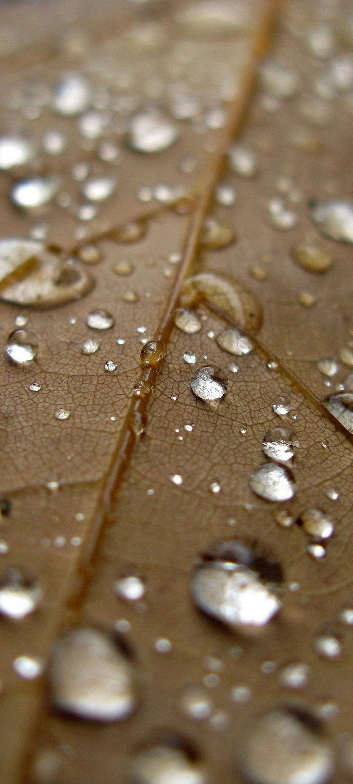 Samsung S21 Ultra, brown autumn leaf, glistening water droplets, 2K Phone Wallpaper