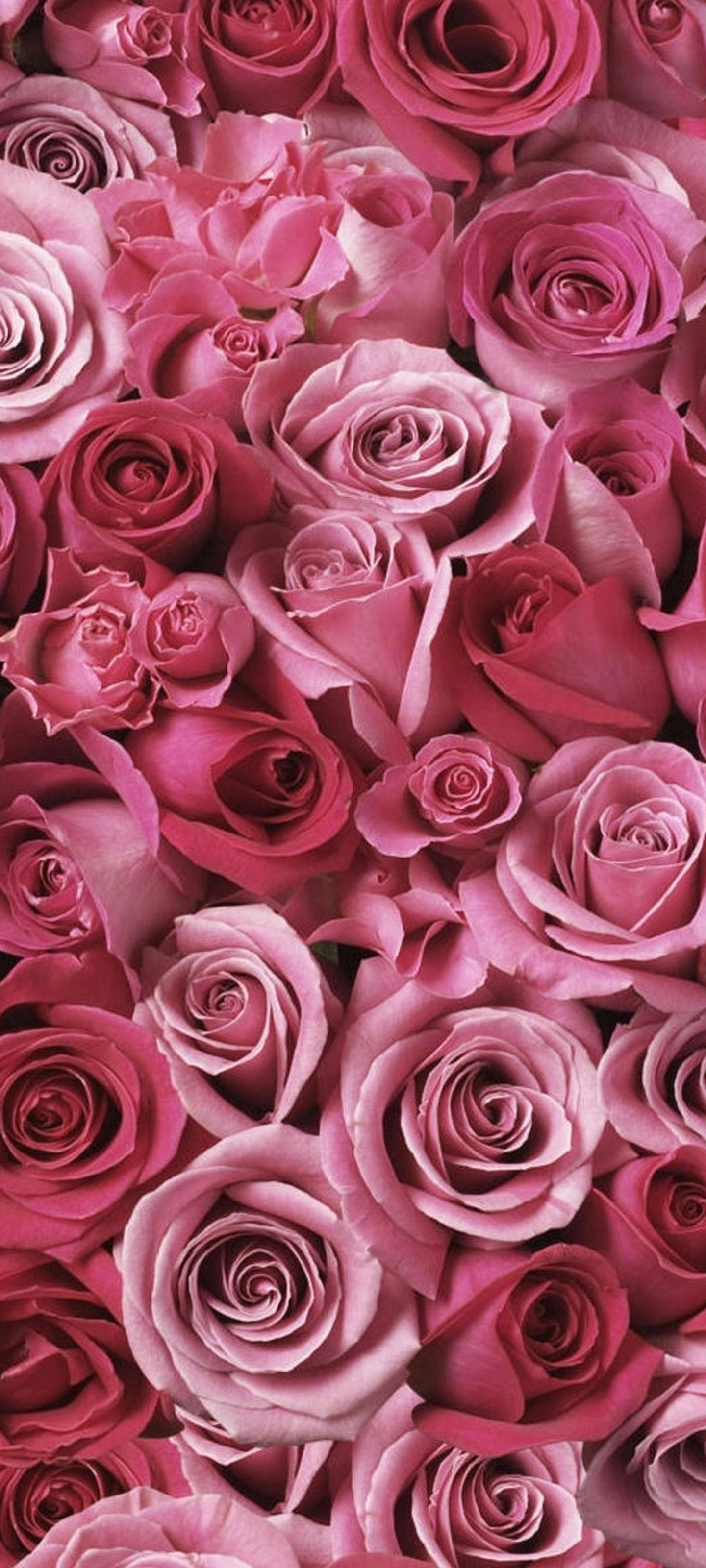 Samsung S21 Ultra, pink roses, lush pink roses, 2K Phone Wallpaper