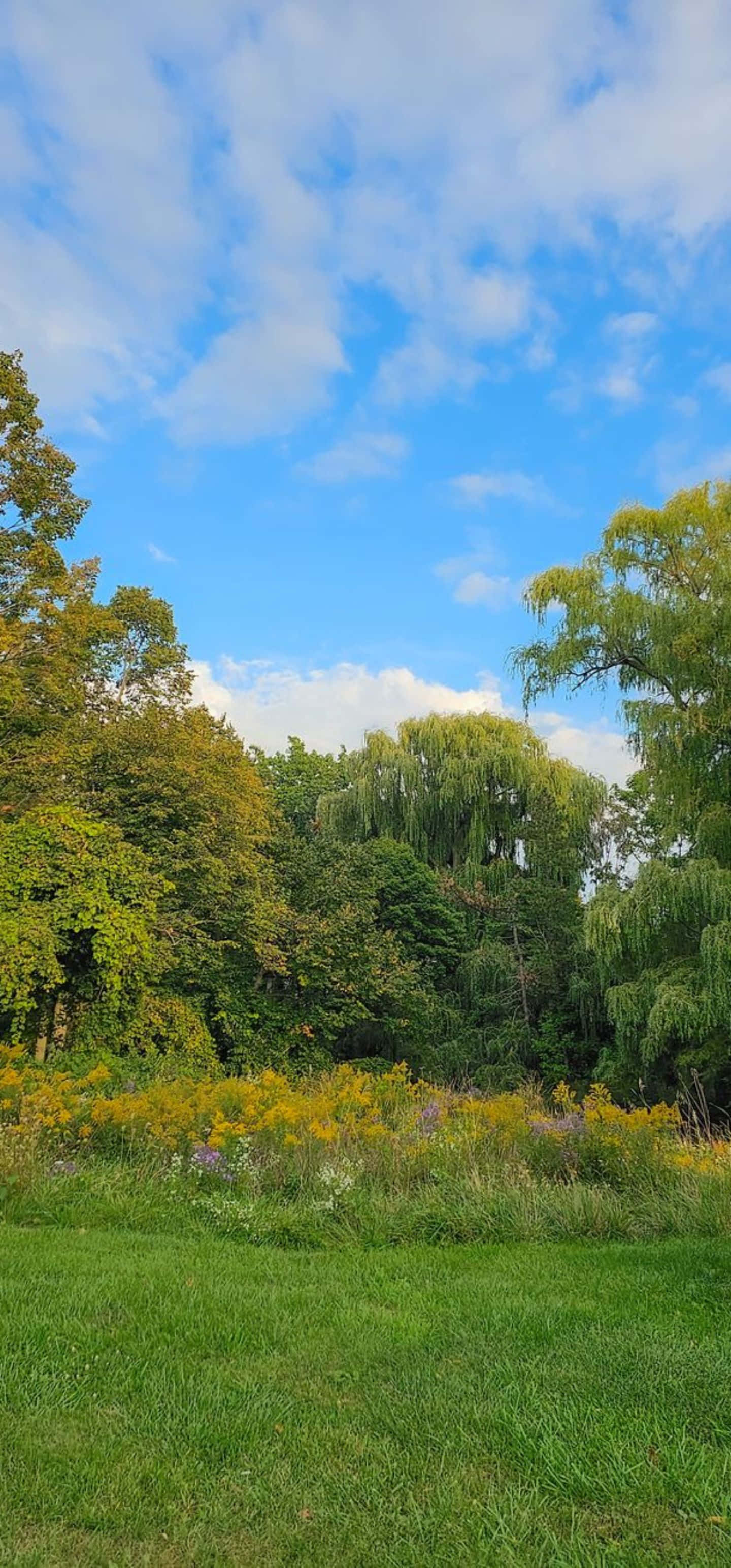 Serene Park Scenery, Samsung S23 Ultra, vibrant green meadow, 2K Phone Wallpaper