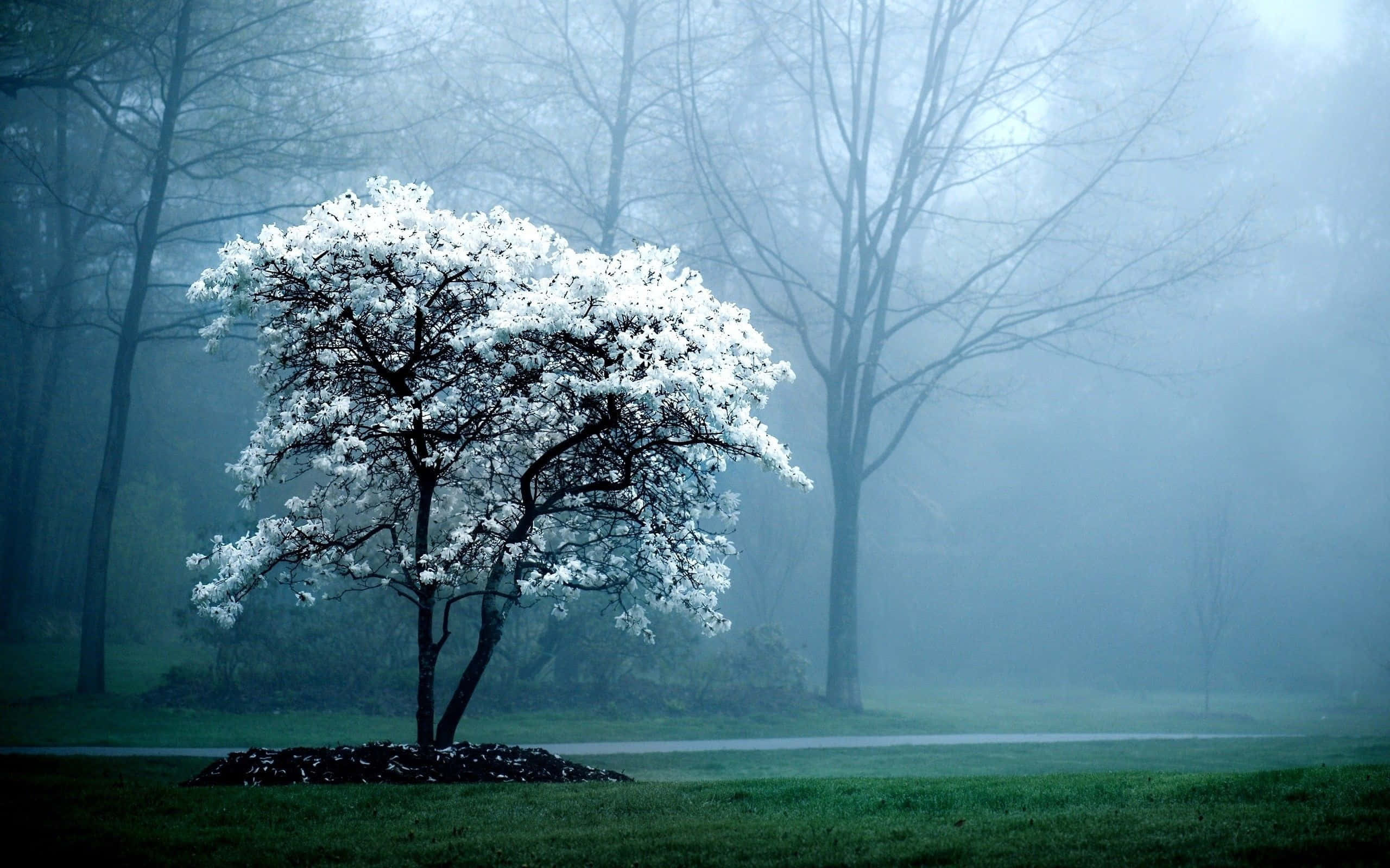 Samsung Tablet, 2560 x 1600, white-blossomed tree, 2K Desktop Wallpaper