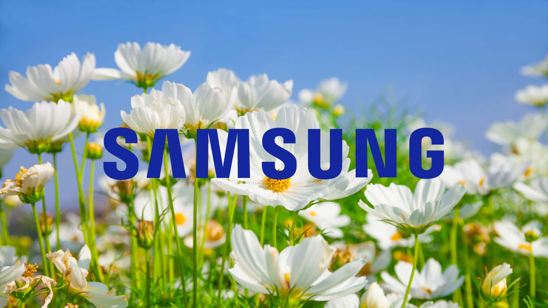 Samsung TV Logo, blue Samsung logo, sunlit field of white cosmos flowers, Full HD Desktop Wallpaper