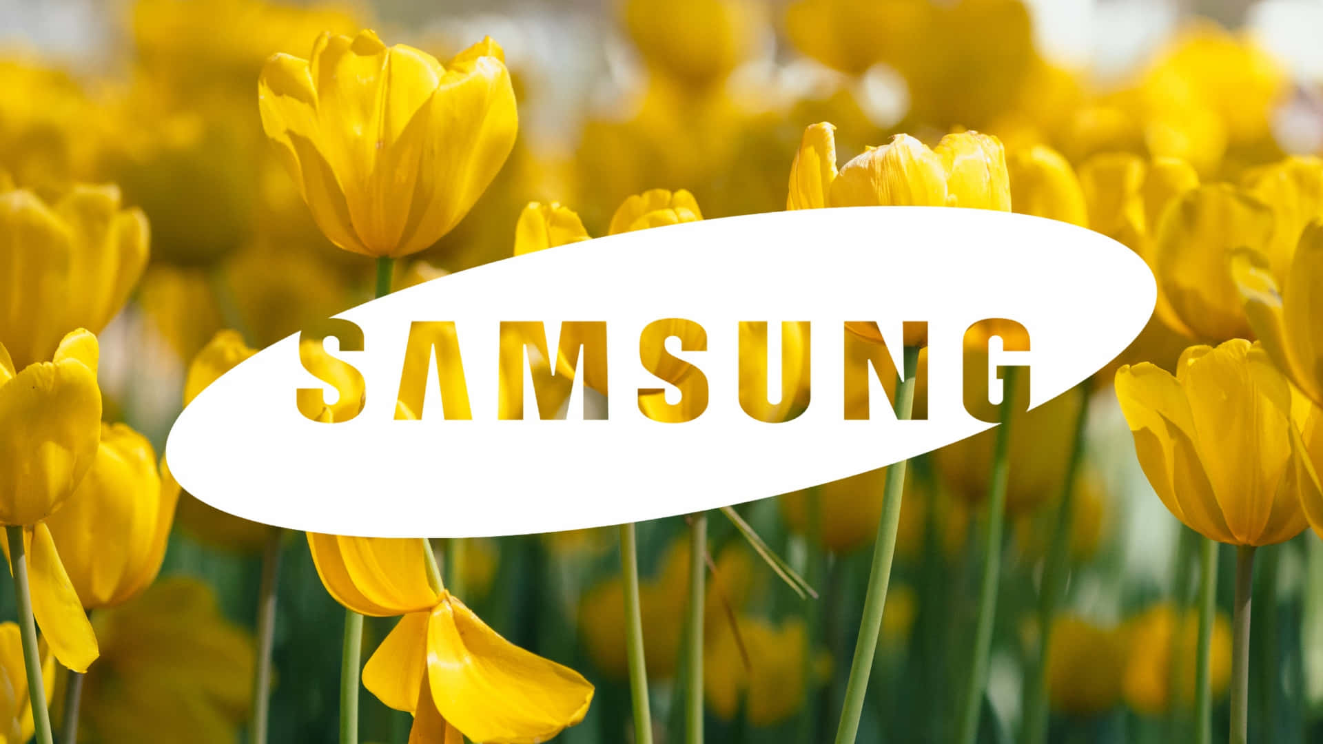 Samsung TV Logo, bright yellow tulips, white oval, Full HD Desktop Wallpaper
