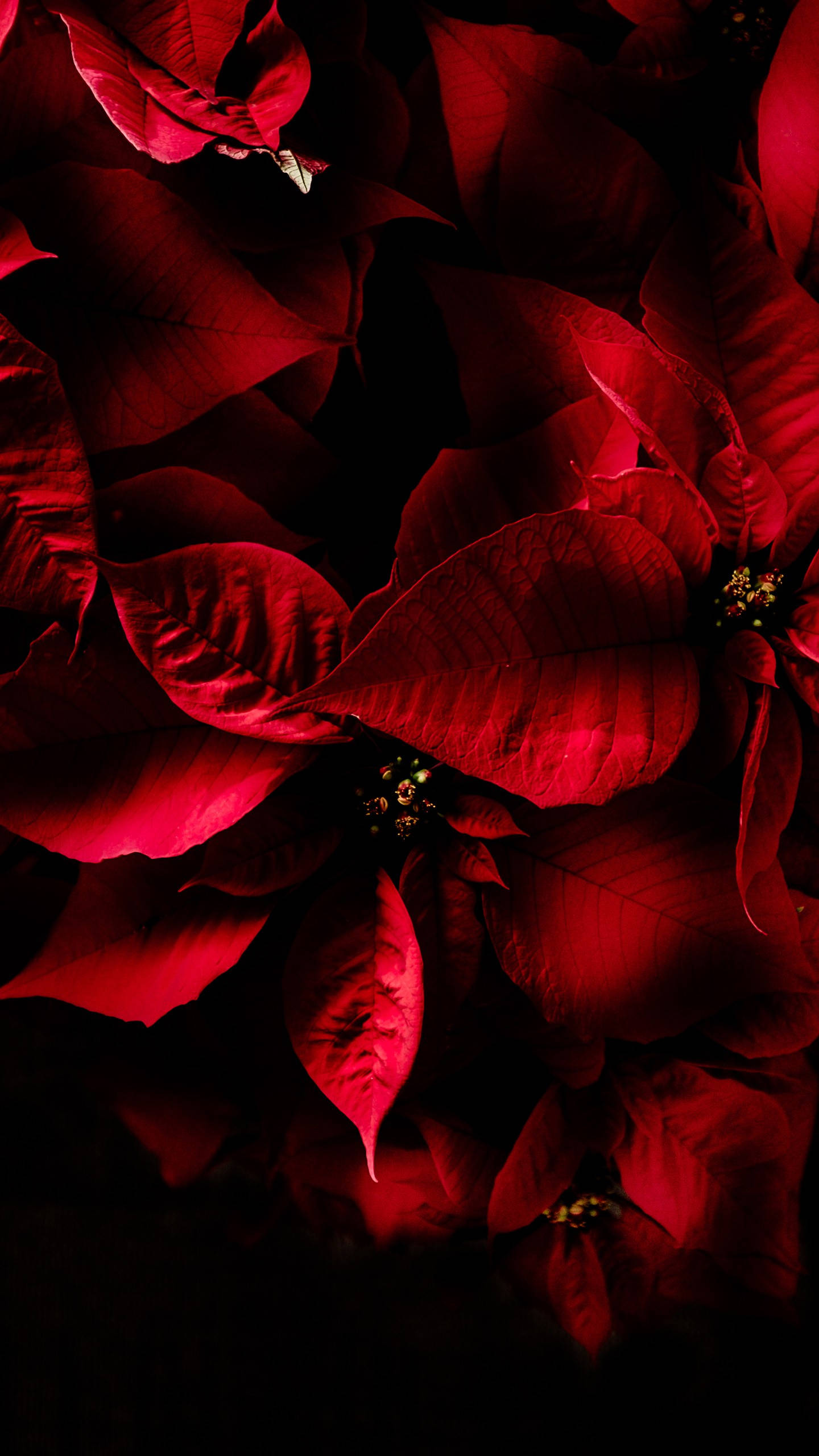 Samsung Ultra 4K, crystalline display, vibrant red poinsettia bracts, 2K Phone Wallpaper
