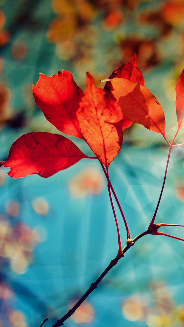 Samsung Ultra 4K, vibrant red autumn leaves, soft blue bokeh background, SD Phone Wallpaper