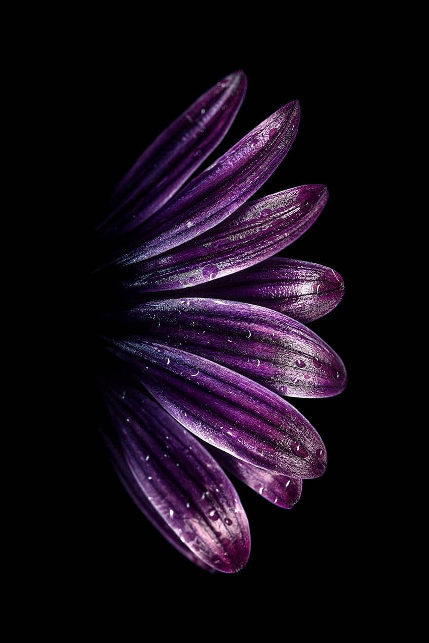 Samsung Ultra 4K, vibrant purple flower petal, dew drops, SD Phone Wallpaper