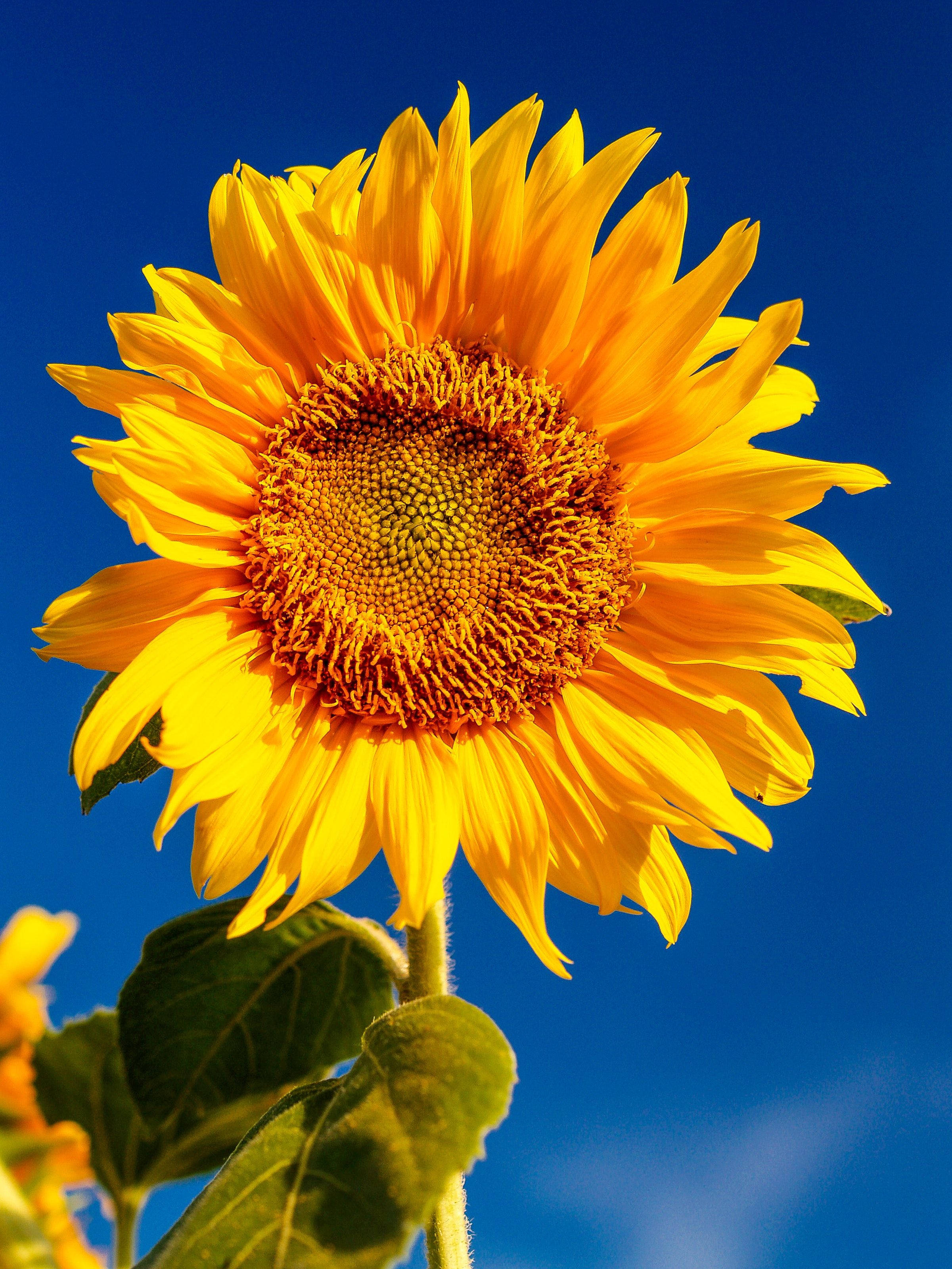 sunflower, golden petals, brown center, 2K Phone Wallpaper