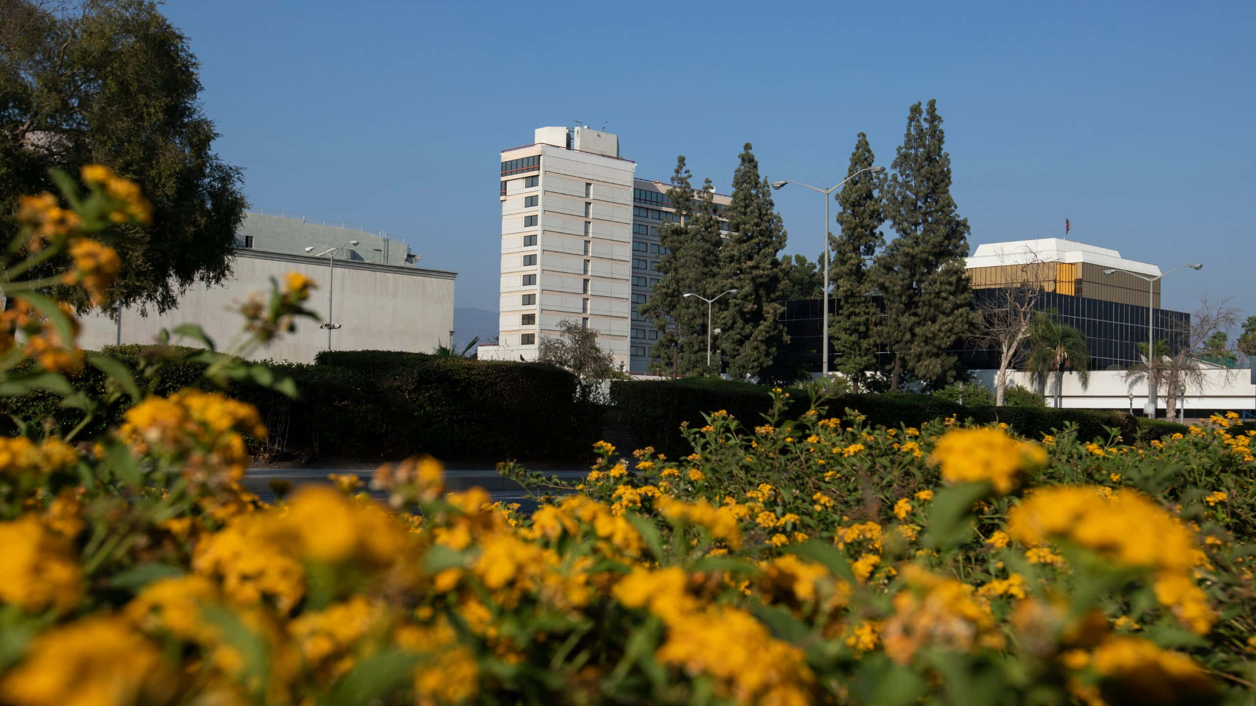 San Bernardino, yellow flowers, modern buildings, 2K Desktop Wallpaper