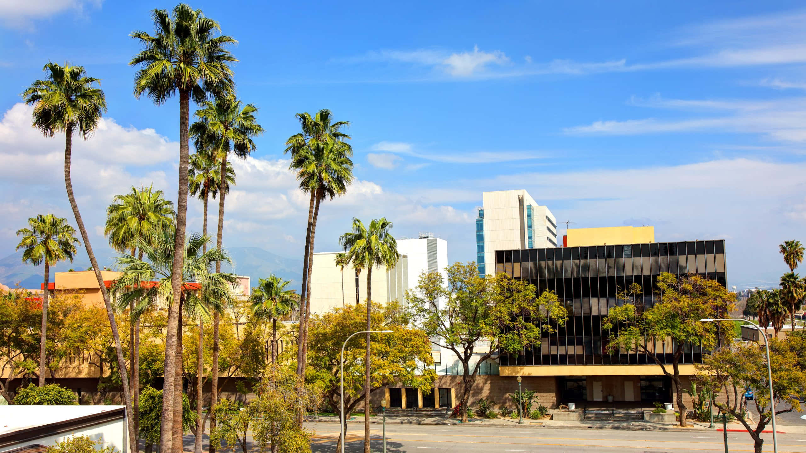 San Bernardino, palm trees, modern buildings, 2K Desktop Wallpaper