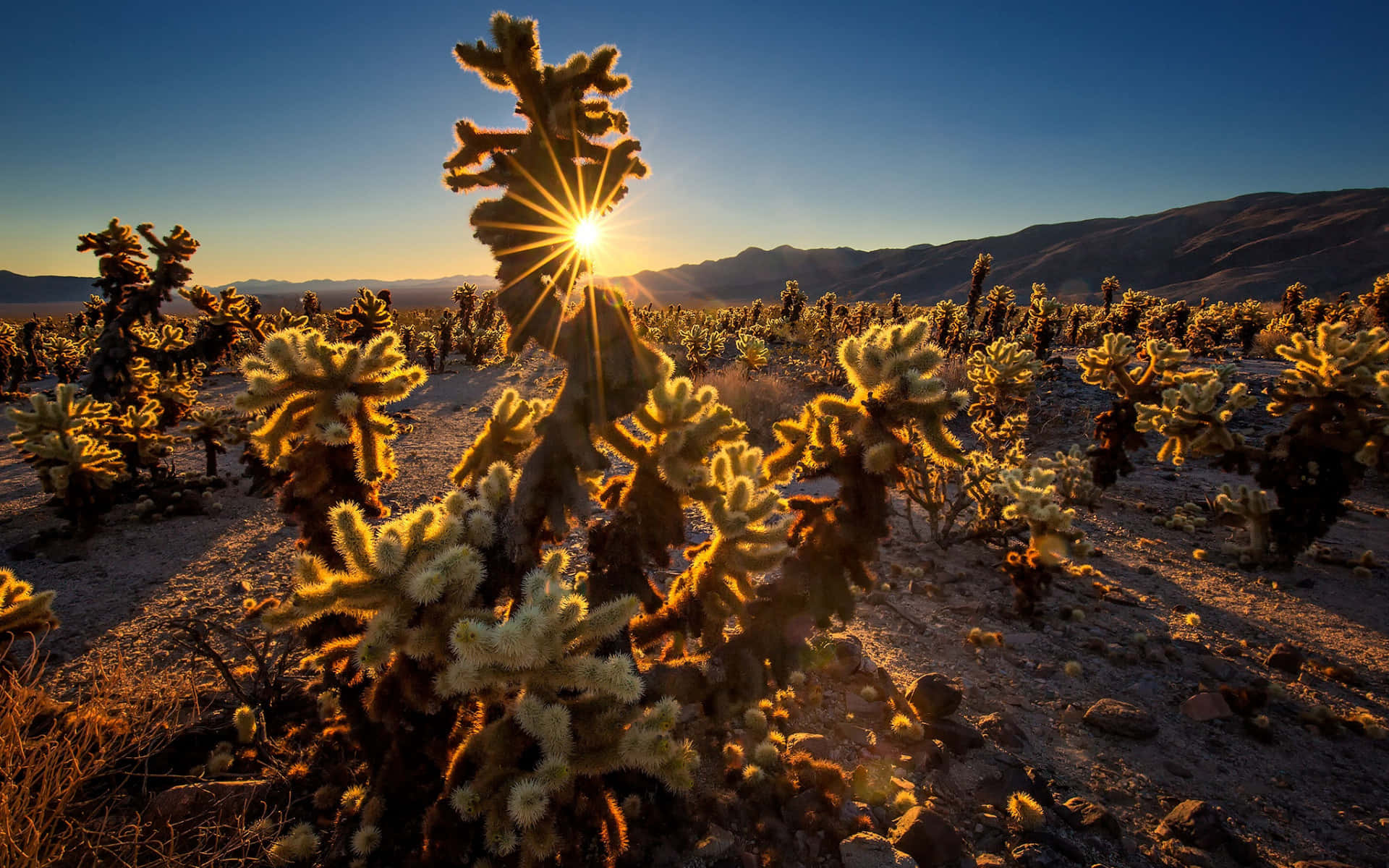 cholla cactus garden, San Bernardino, sunrise, Full HD Desktop Wallpaper
