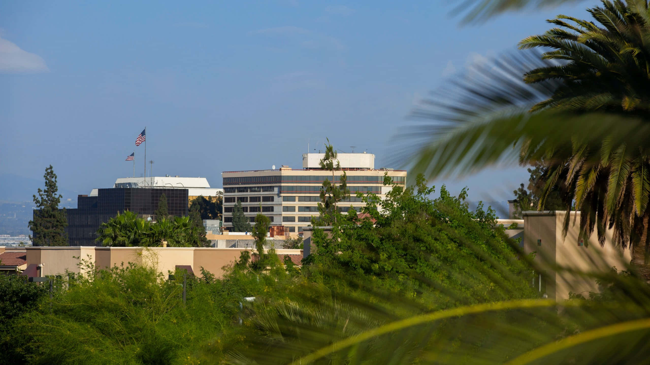 San Bernardino, palm trees, modern office buildings, 2K Desktop Wallpaper