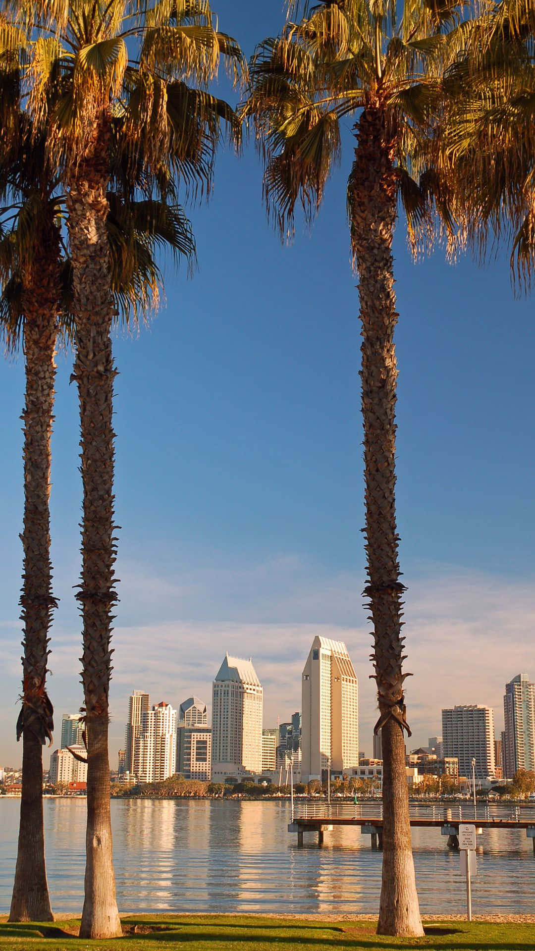 San Diego, iPhone, palm tree, Full HD Phone Wallpaper
