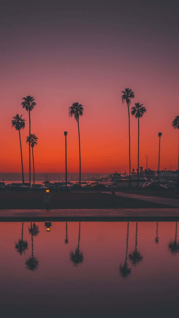 San Diego, iPhone, palm trees, HD Phone Wallpaper