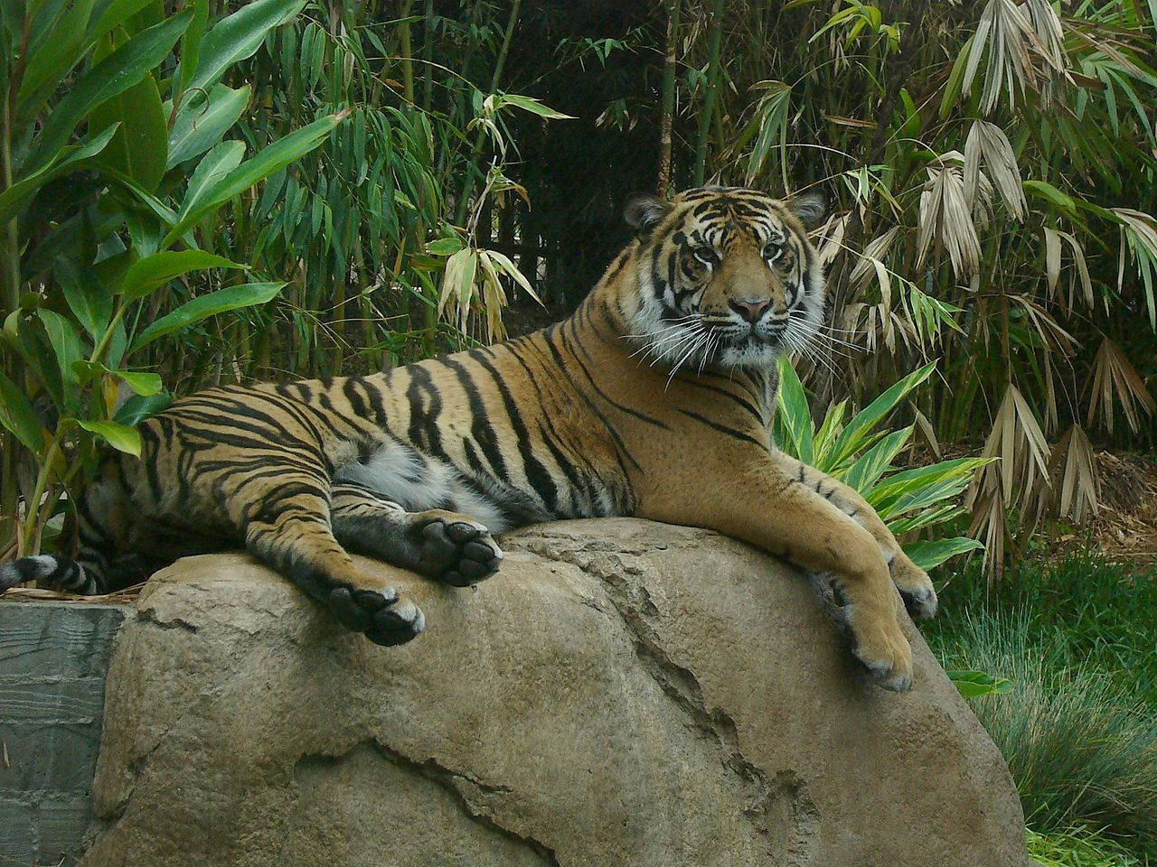 San Diego Zoo, tiger, bamboo, HD Desktop Wallpaper