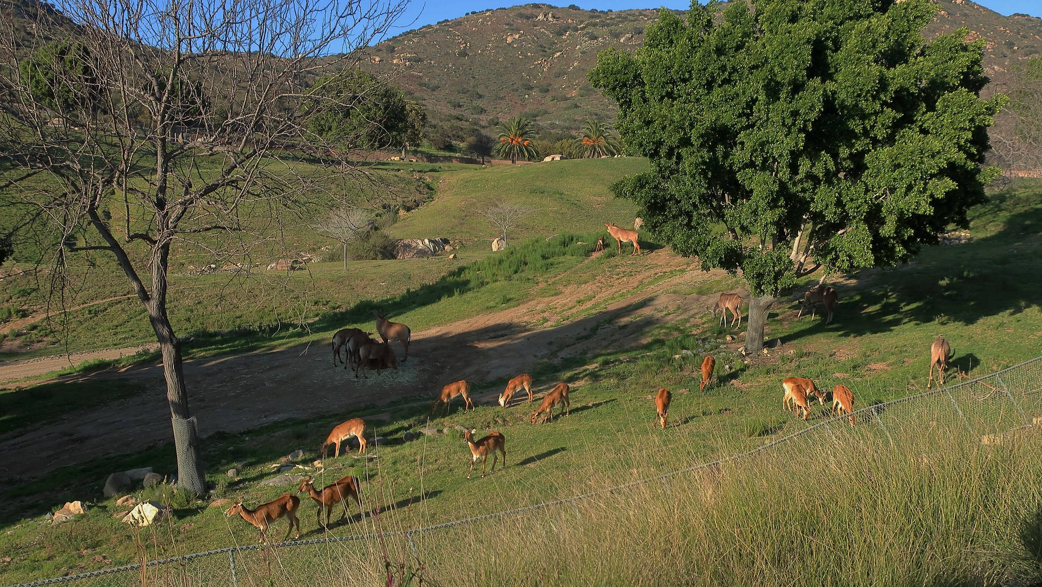 San Diego Zoo, herd of deer, sunlit green valley, Full HD Desktop Wallpaper