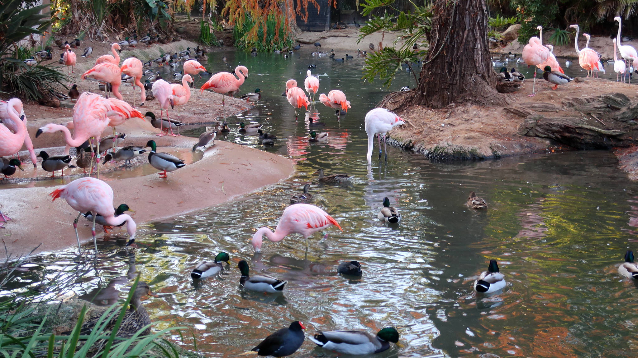 San Diego Zoo, flamingos, ducks, Full HD Desktop Wallpaper