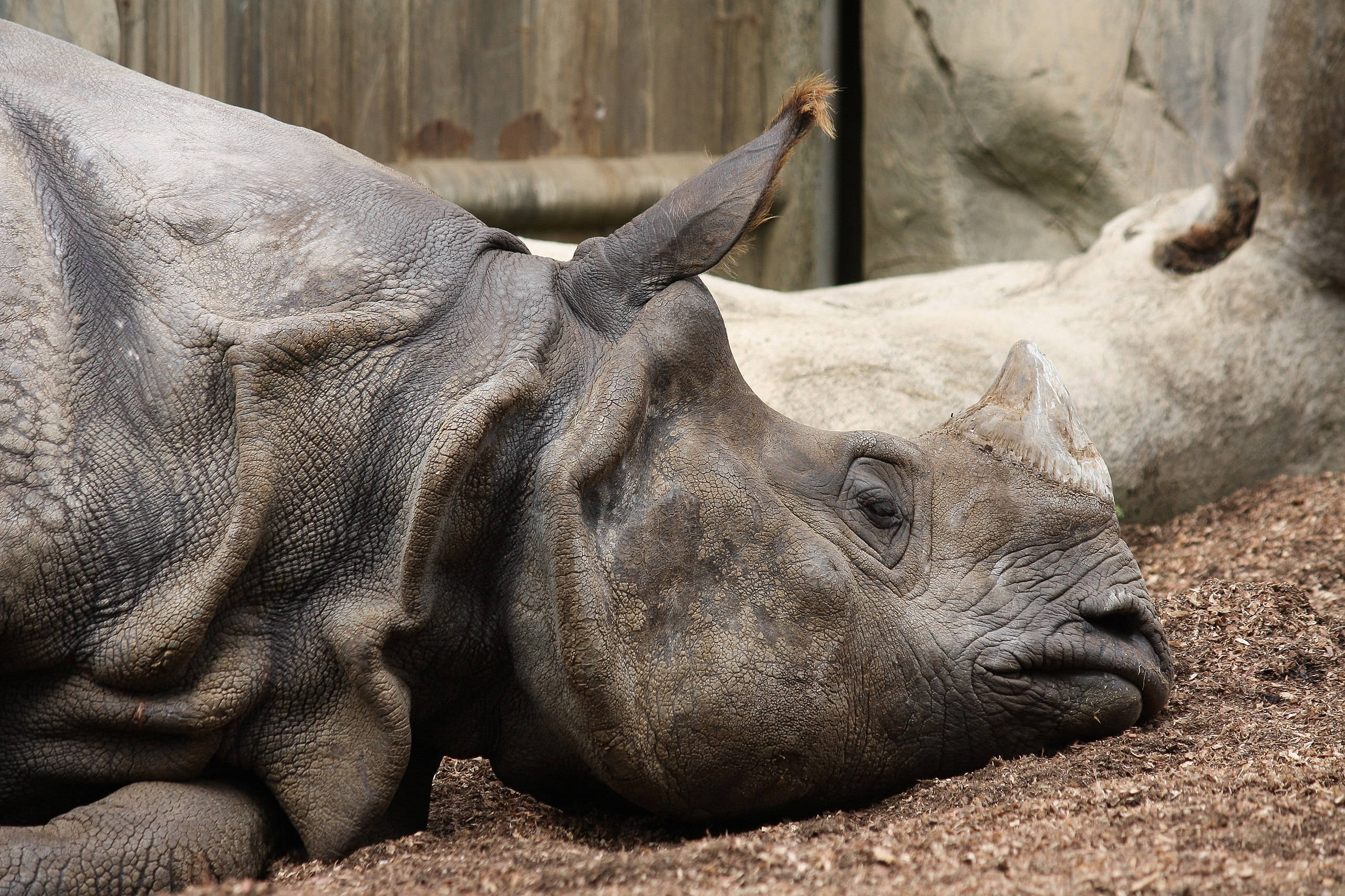San Diego Zoo, sleepy rhino, gray rhinoceros, 2K Desktop Wallpaper