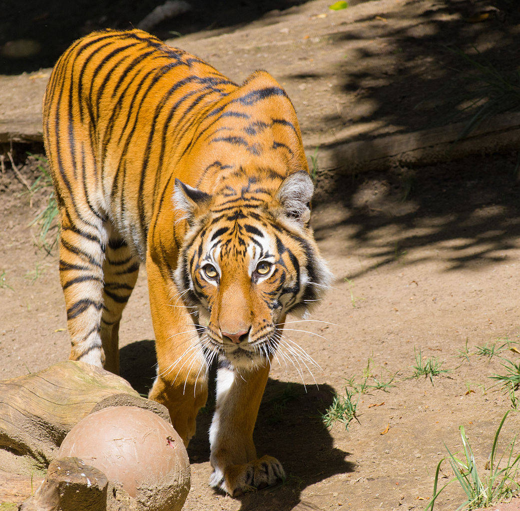 San Diego Zoo, tiger, vibrant orange stripes, SD Desktop Wallpaper