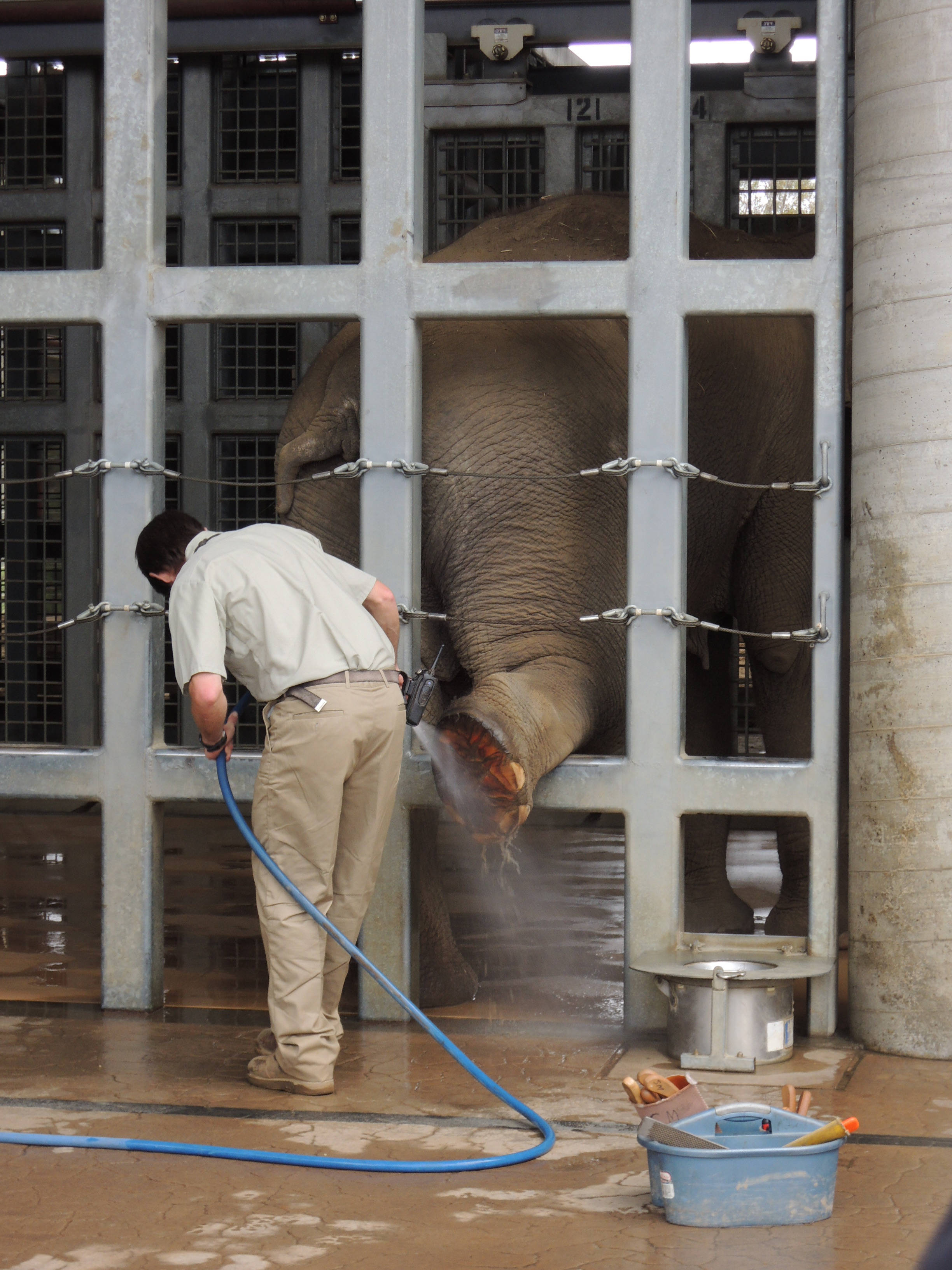 San Diego Zoo, elephant, metal-barred enclosure, 2K Phone Wallpaper