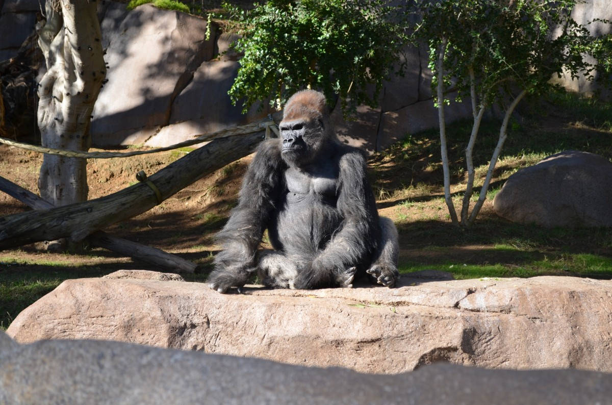 San Diego Zoo, silverback gorilla, sunlit rock, SD Desktop Wallpaper